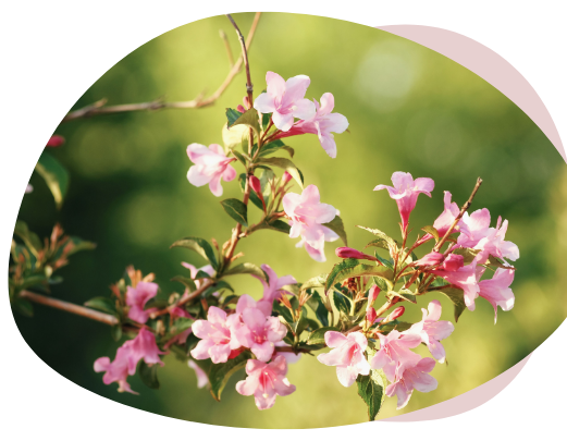 Branche de fleurs roses